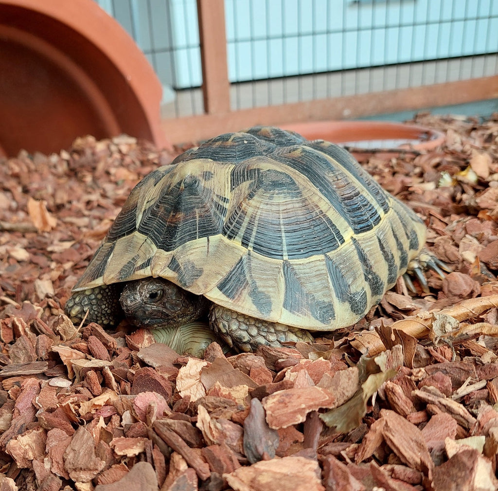 Griechische Landschildkröten aus 2014 zu verkaufen