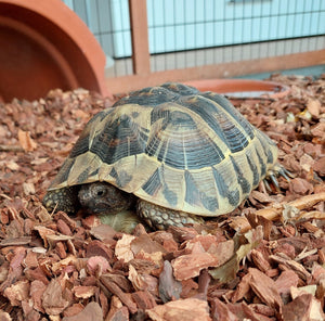 Griechische Landschildkröten aus 2014 zu verkaufen