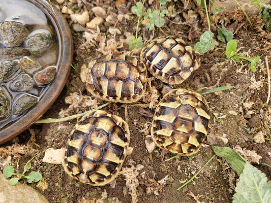 Griechische Landschildkröten NZ aus 2023 und adulte Männchen und Weibchen
