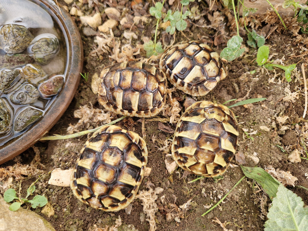 Griechische Landschildkröten NZ aus 2023 und adulte Männchen und Weibchen