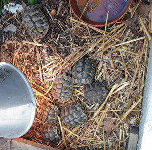 Griechische Landschildkröte NZ 2022 zu verkaufen