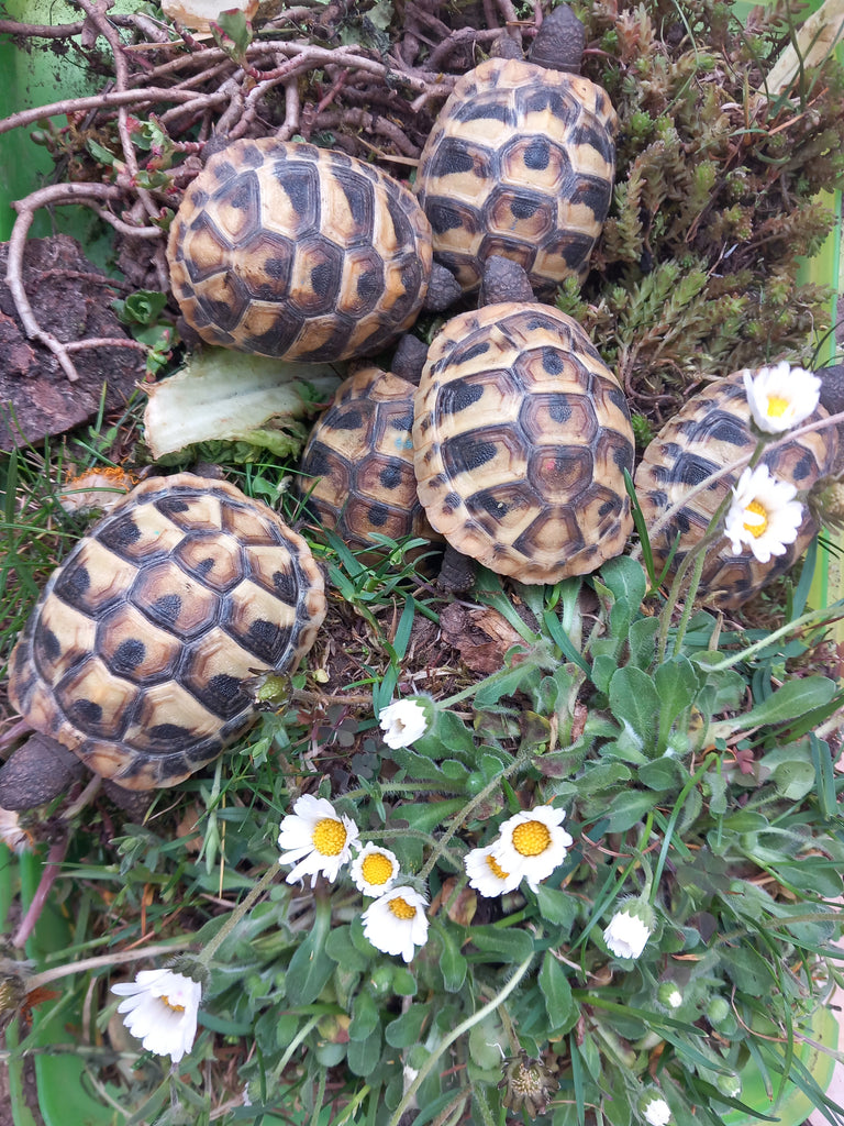 Griechische Landschildkröten NZ 2024 und 2023 zu verkaufen