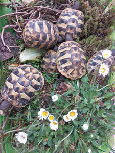 Griechische Landschildkröten NZ 2024 und 2023 zu verkaufen