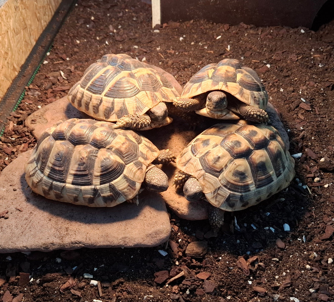 Landschildkröten-Familie abzugeben