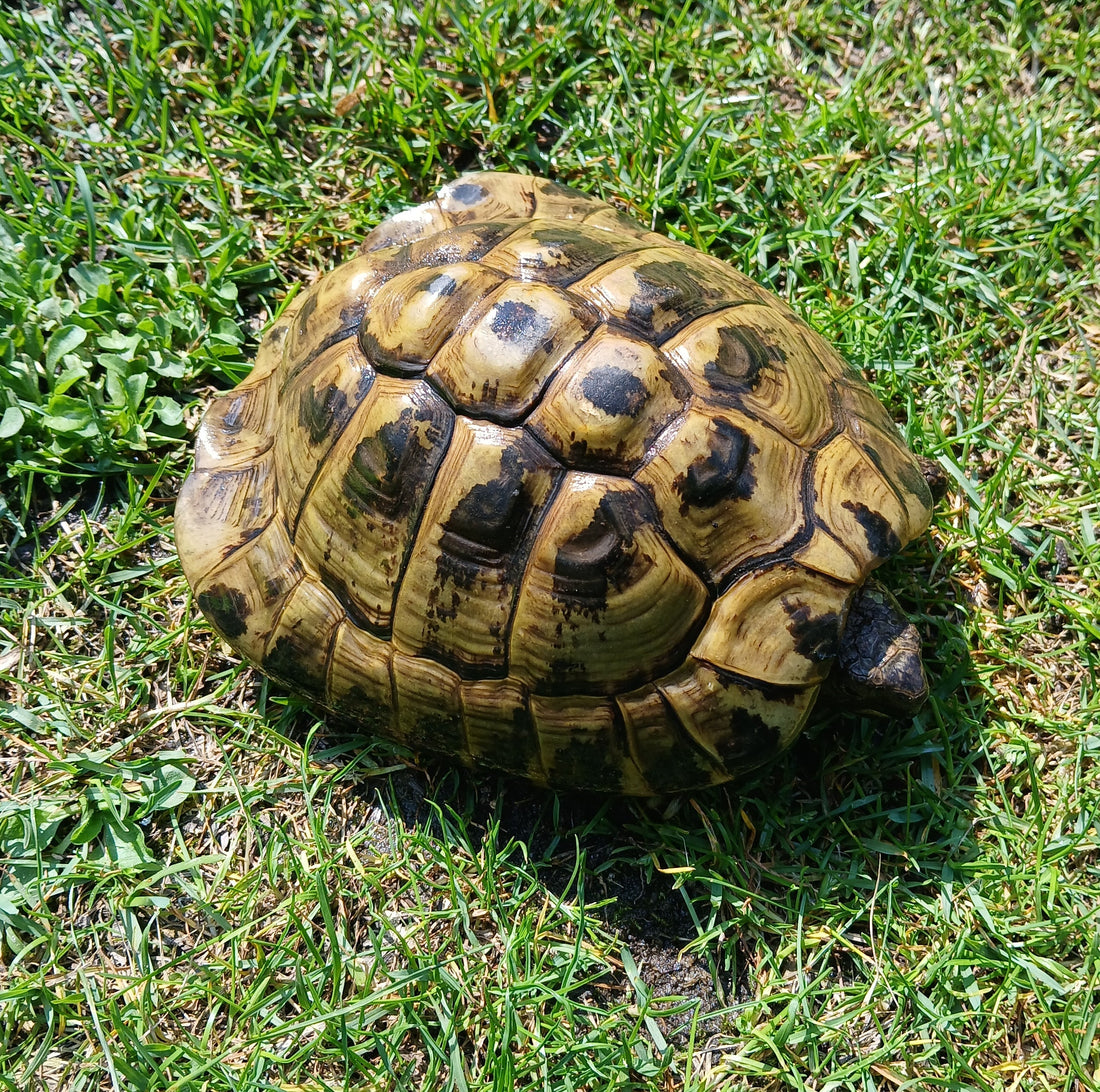 Griechische Landschildkröten