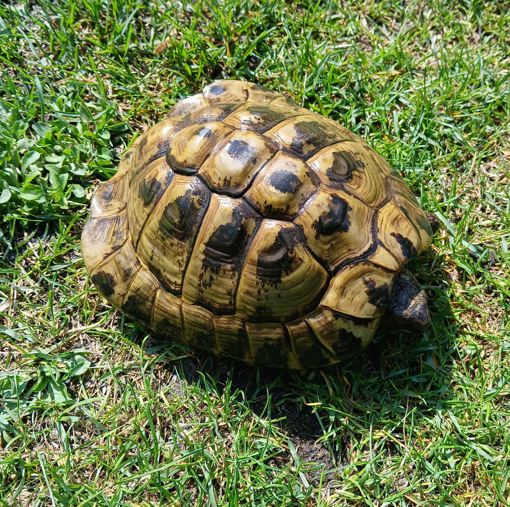 Griechische Landschildkröten