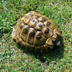 Griechische Landschildkröten