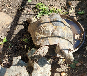 Maurische Landschildkröte zu verkaufen