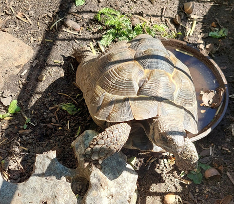 Maurische Landschildkröte zu verkaufen