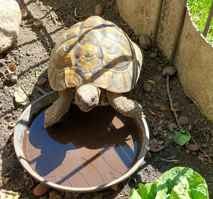 Griechische Landschildkröte aus NZ 2012