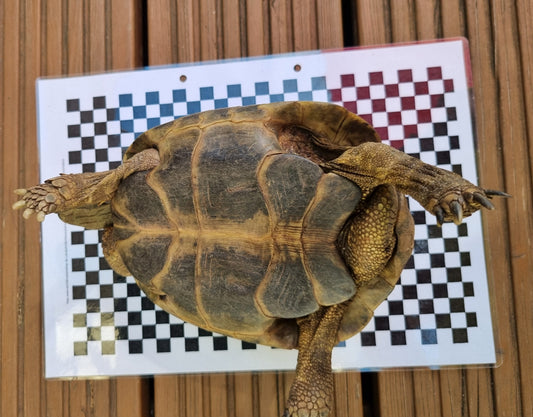 Testudo boettgeri männlich von 2012 abzugeben