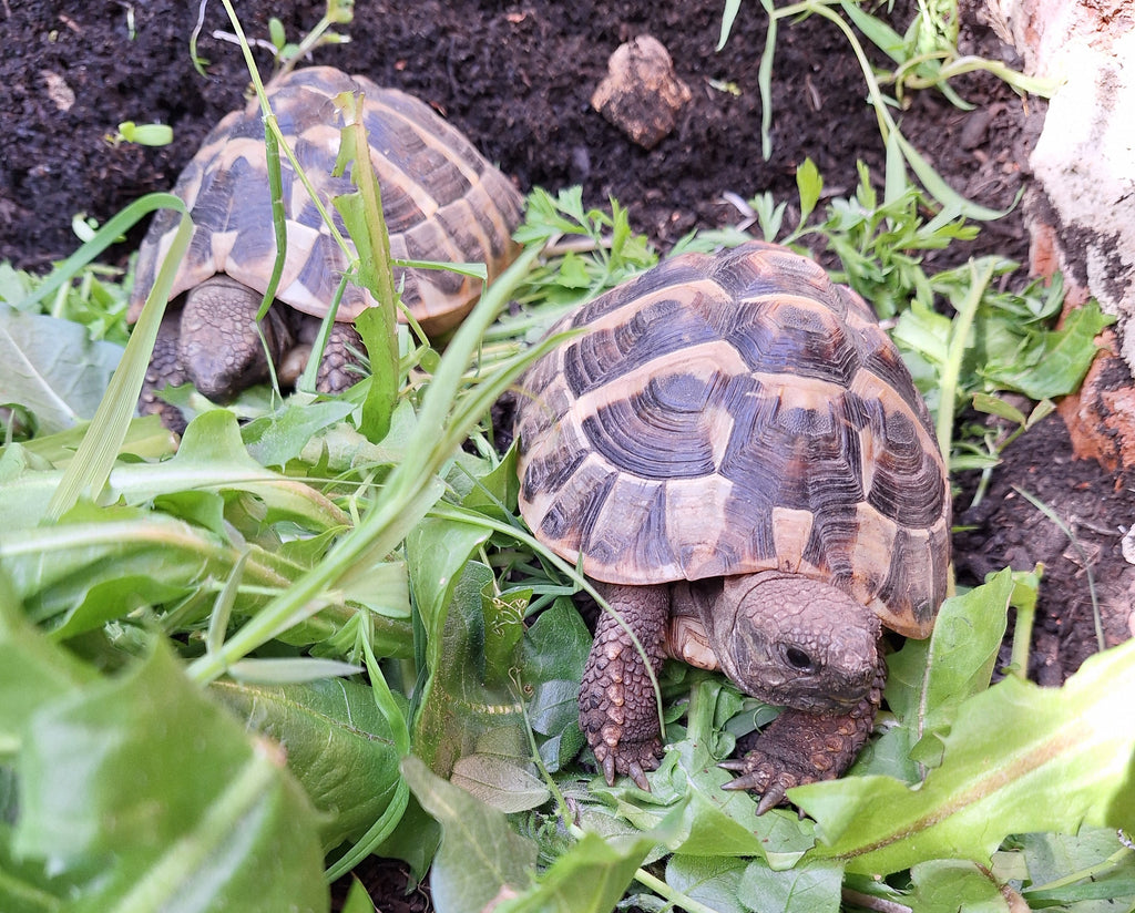 Verkaufen 2 griechische Landschildkröten