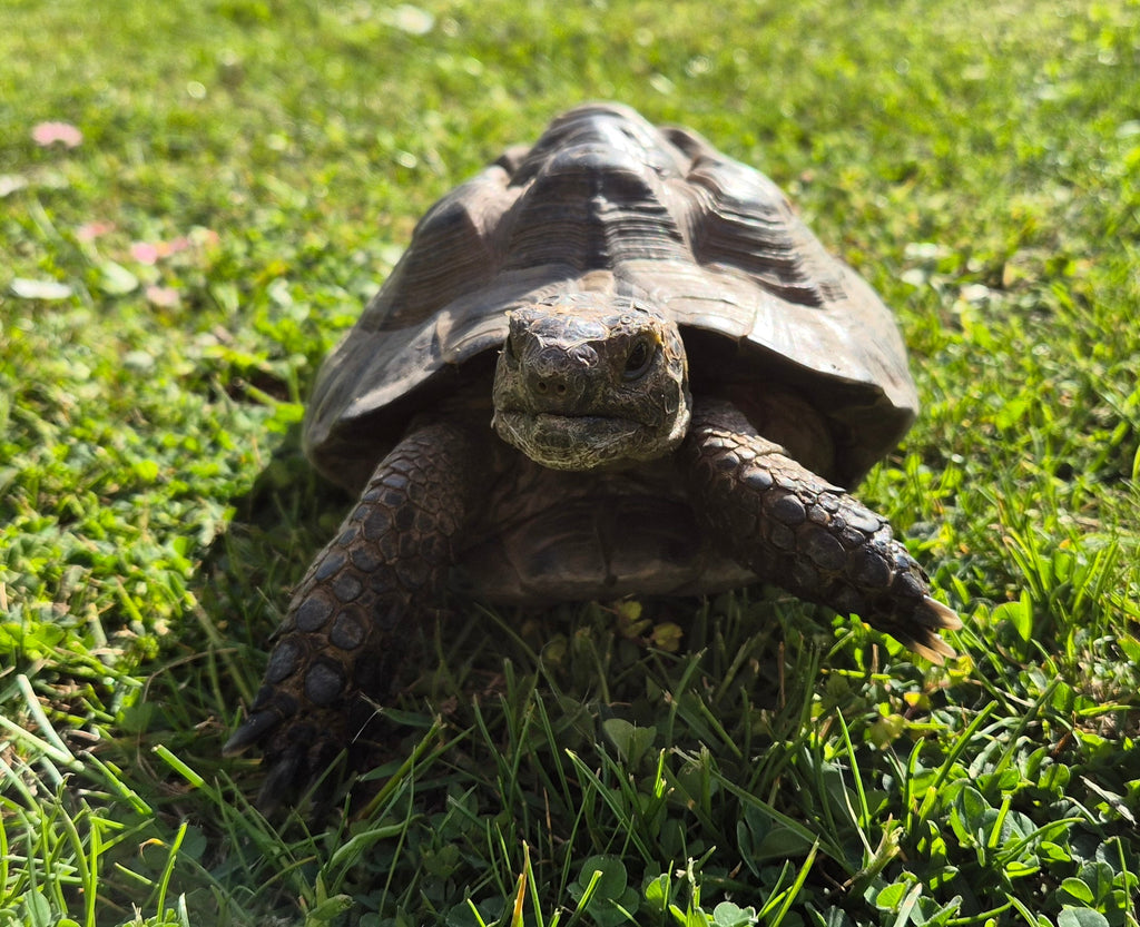 Maurische Landschildkröte zu verkaufen - männlich