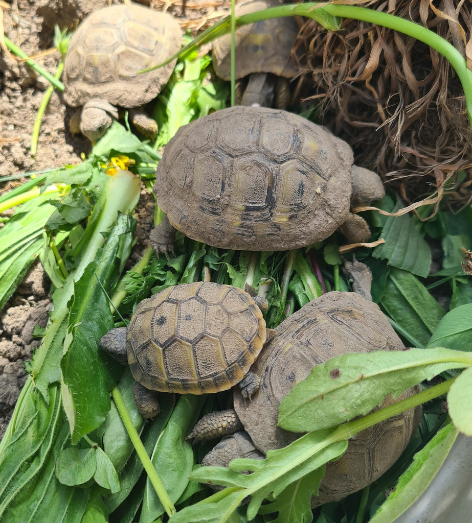 Griechische Landschildkröten NZ 21,22 und 24