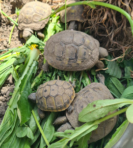 Griechische Landschildkröten NZ 21,22 und 24