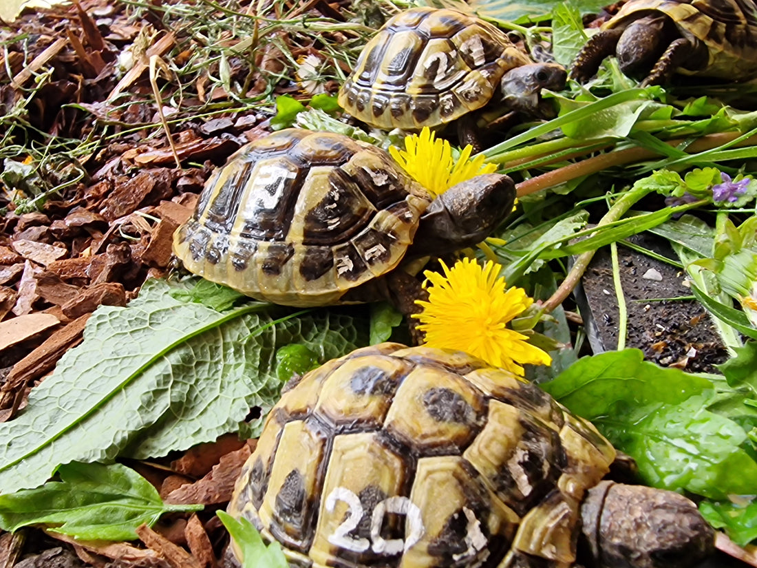 Griechische Landschildkröte NZ 2022