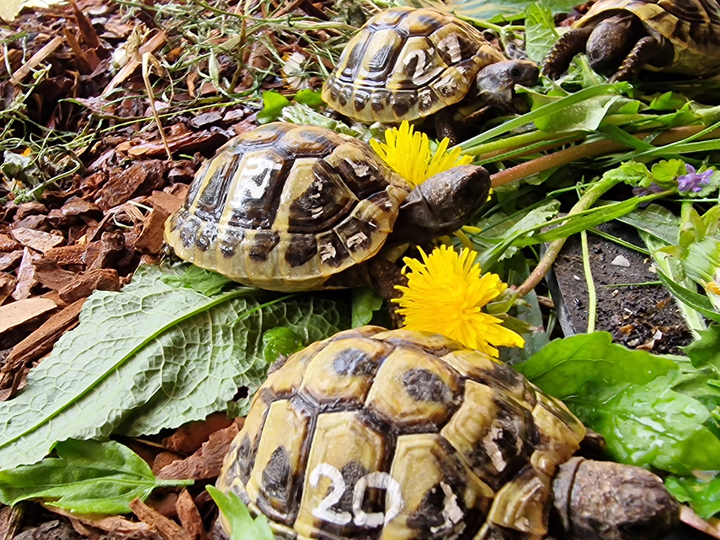 Griechische Landschildkröte NZ 2022