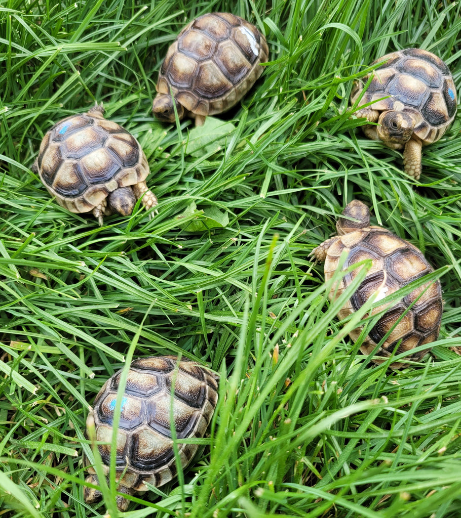 Breitrandschildkröten (Testudo marginata) NZ 2024