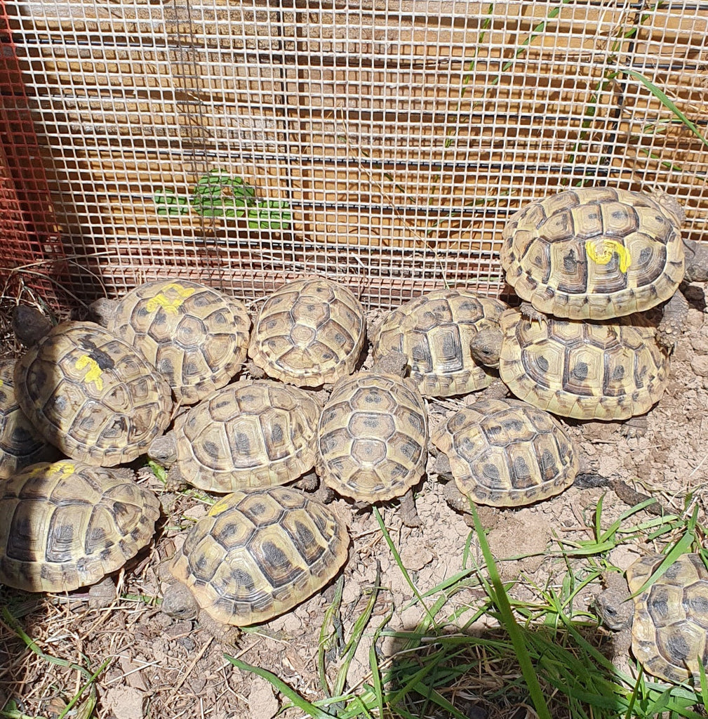 3-jährige griechische Landschildkröten (2022)