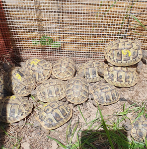 3-jährige griechische Landschildkröten (2022)