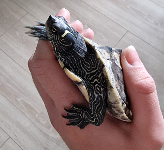 Mississippi Höckerschildkröte