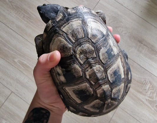 Klappbrustpromedusen Schildkröte zu verkaufen