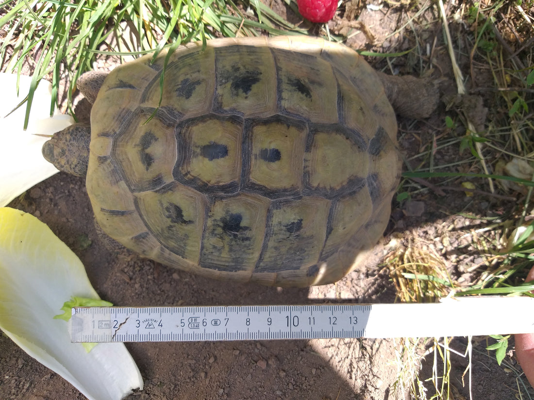 Griechische Landschildkröte NZ 2006