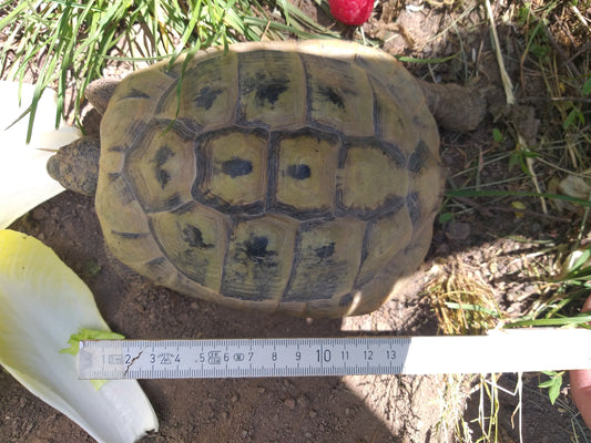 Griechische Landschildkröte NZ 2006
