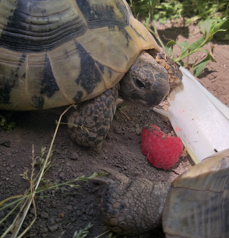 2 Griechische Landschildkröten Geschwister