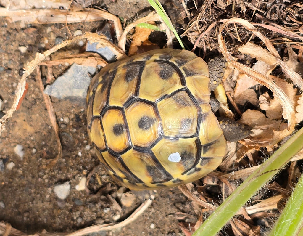 Griechische Landschildkröten NZ 2022