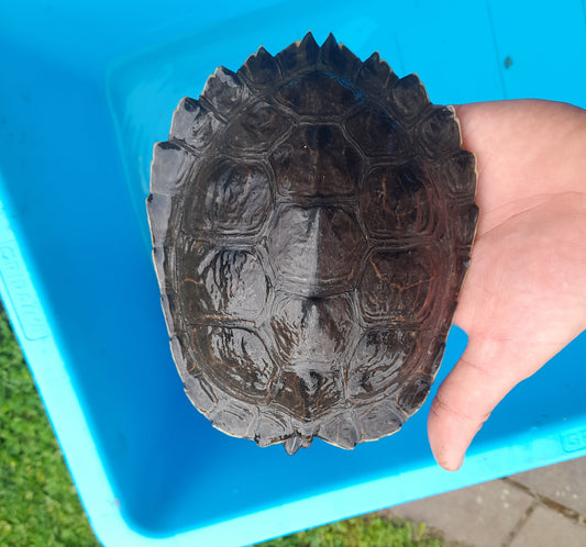 3 Wasserschildkröten abzugeben