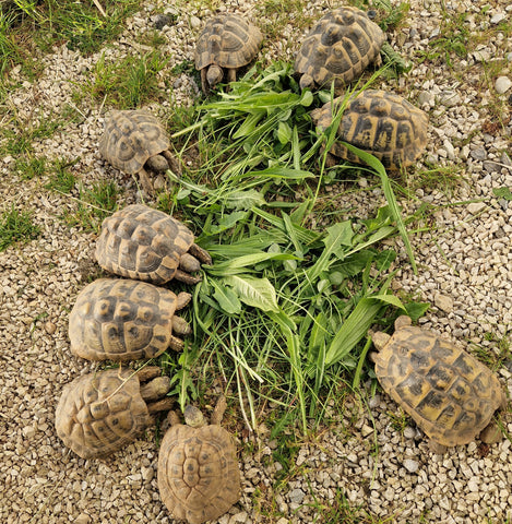 6 Griechische Landschildkröten in artgerechtes neues Zuhause abzugeben