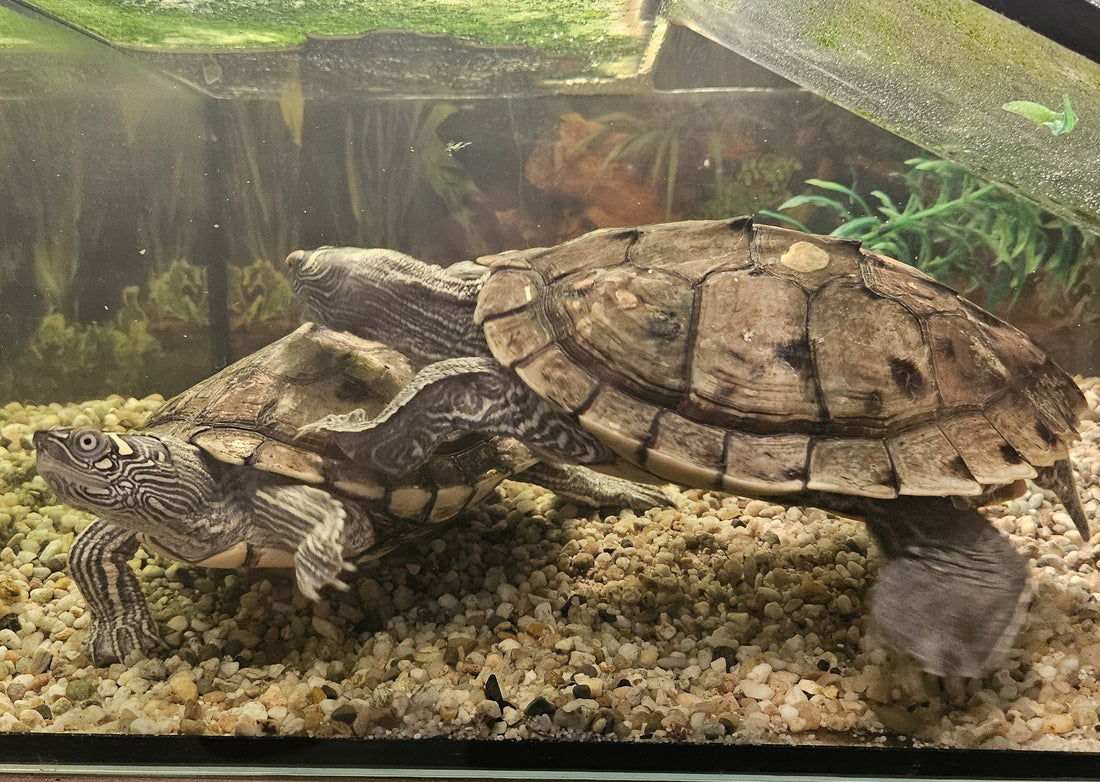 Falsche Landkarten-Höckerschildkröte