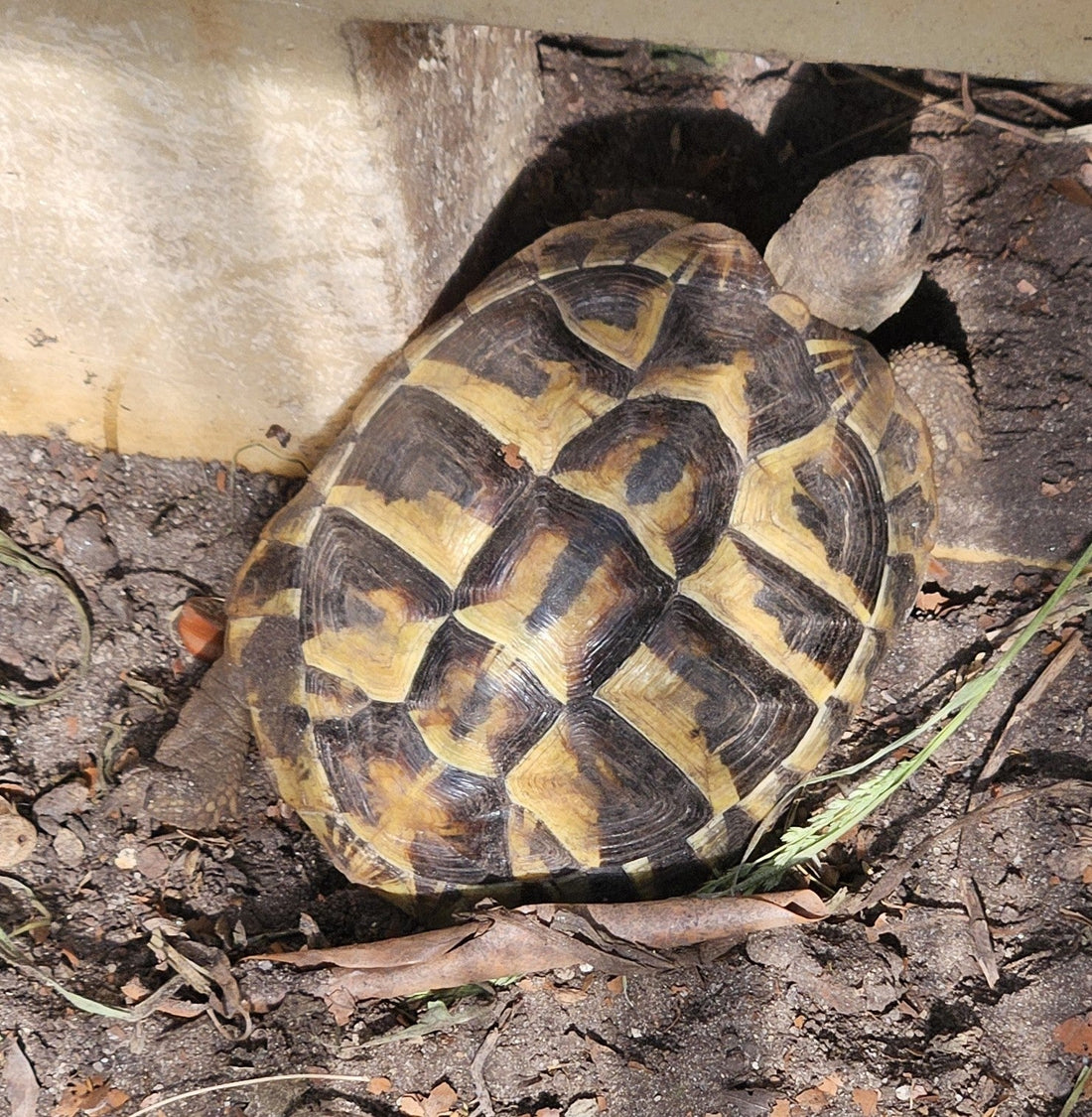 Griechische Landschildkröte Naturbrut 2022 zu verkaufen