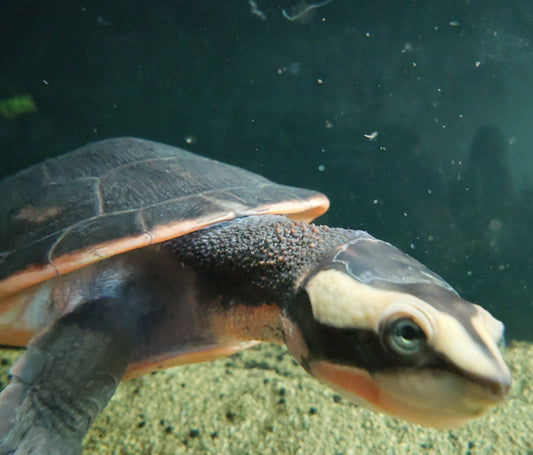 Rotbauch Spitzkopf Schildkröten - Emydura subglobosa 1.1