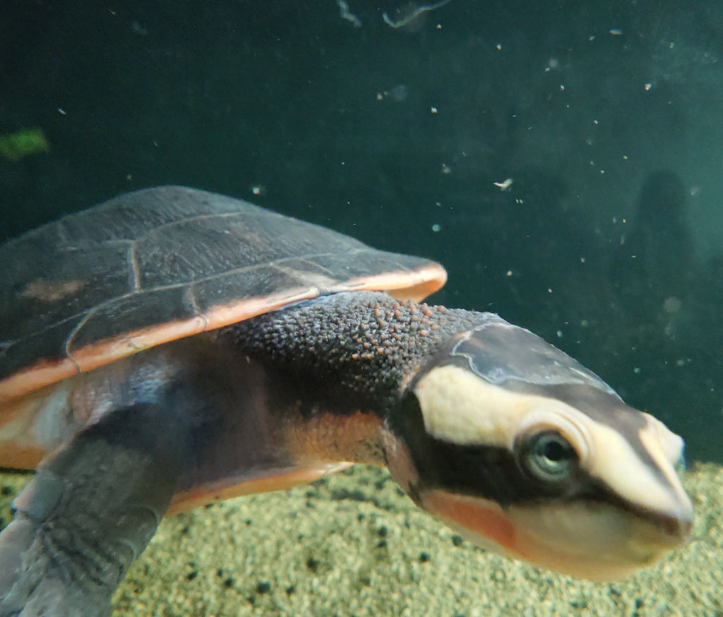Rotbauch Spitzkopf Schildkröten - Emydura subglobosa 1.1