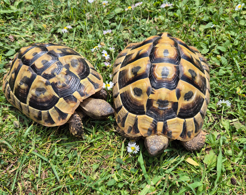Griechische Landschildkröten NZ Naturbrut zu verkaufen