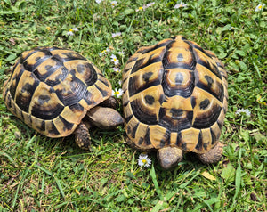Griechische Landschildkröten NZ Naturbrut zu verkaufen