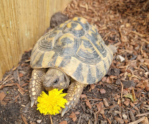 1 Griechische Landschildkröte Männlich NZ 2015