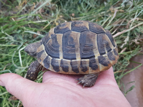 Griechische Landschildkröten (Thb) Nachzuchten von 2022 zu verkaufen