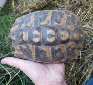9-jähriges Weibchen der Griechischen Landschildkröten zu verkaufen