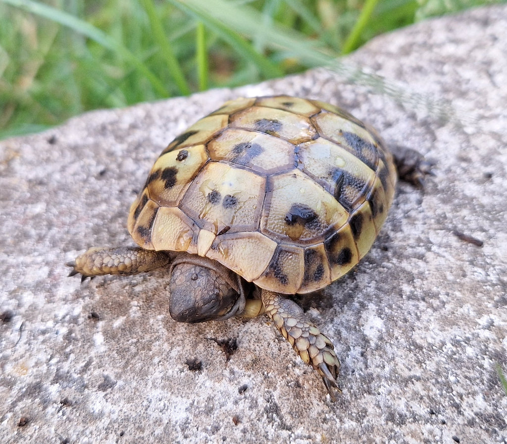 Griechische Landschildkröten (THB) NZ 2024