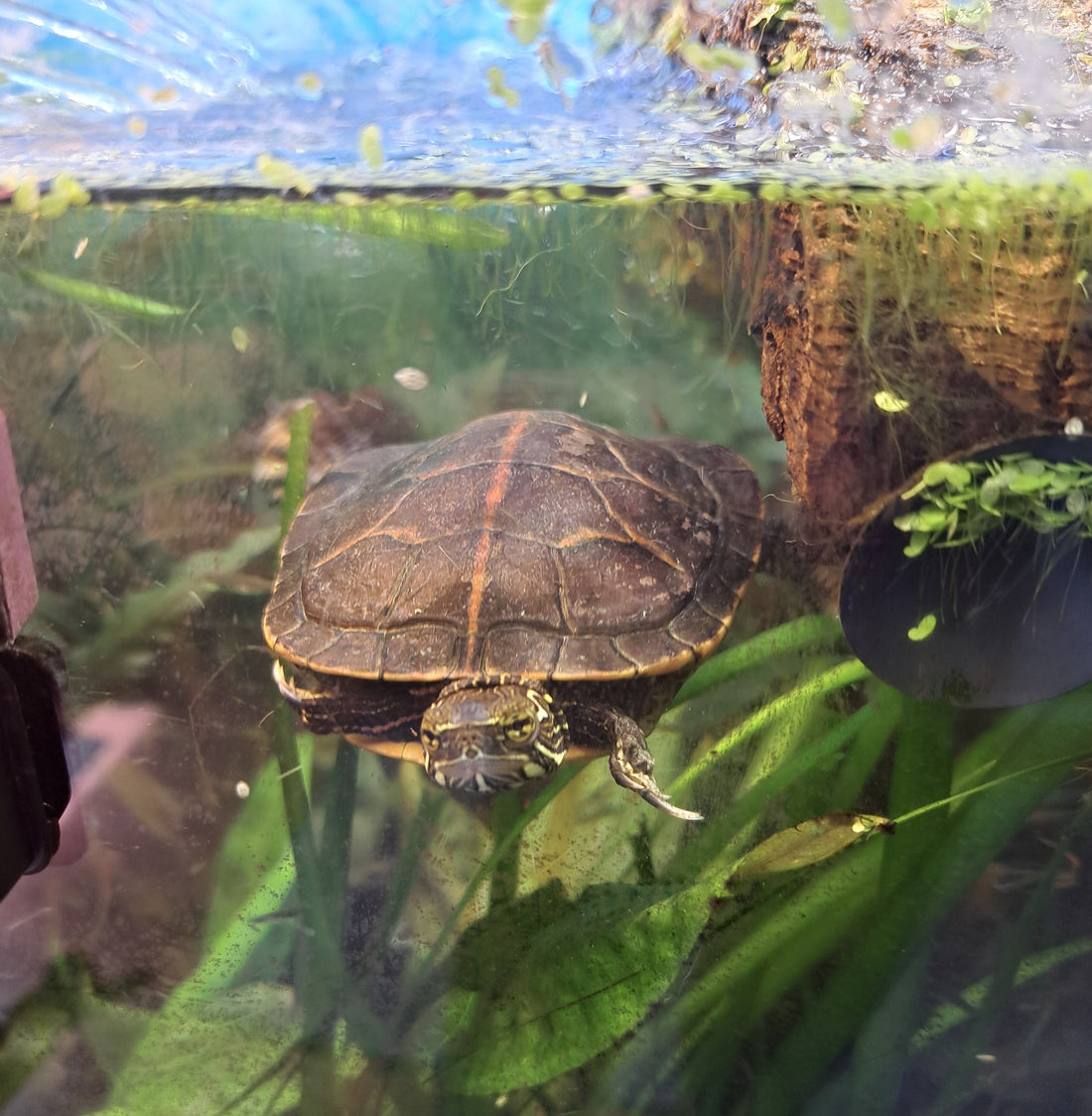 Chrysemys picta dorsalis, kleinbleibende Wasserschildkröte abzugeben