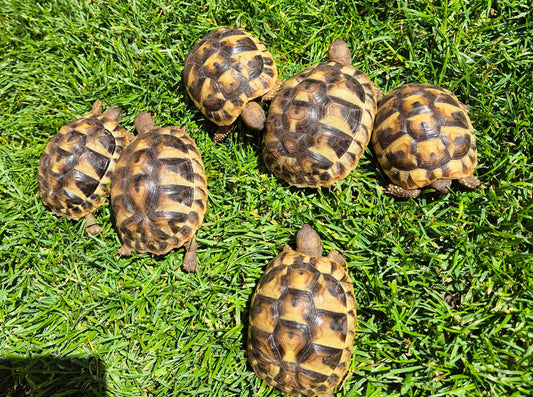Griechische Landschildkröten NZ 2024 zu verkaufen