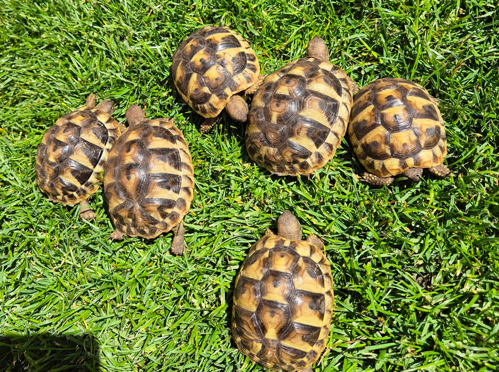 Griechische Landschildkröten NZ 2024 zu verkaufen