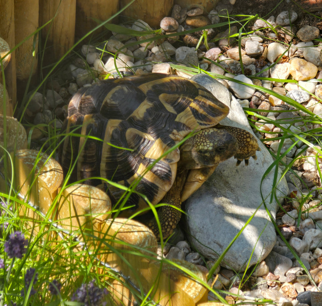 Suche  (Testudo hermanni) männlich