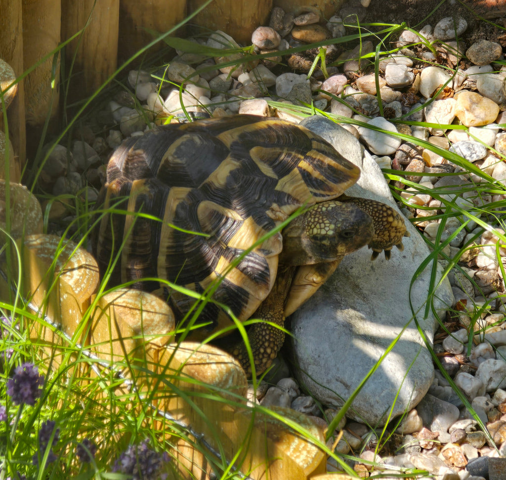 Suche  (Testudo hermanni) männlich
