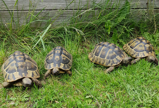 Notverkauf von 4 griechischen Landschildkröten