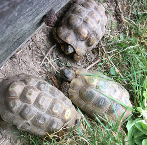 Afrikanische Gelenkschildkröten