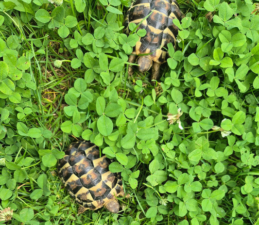 Italienische Landschildkröten